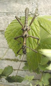 PSG 118 Aretaon asperrimus ad male2